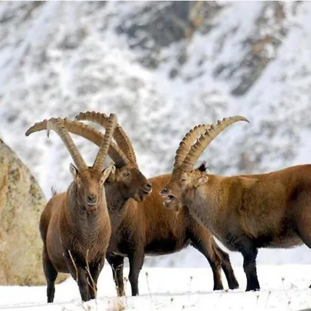 Village Situated In A Quiet Area * Antey-Saint-André